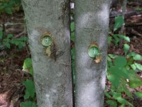 Tree trunks with holes drilled in them. The holes look blue becasue of a chemical herbicide that has been applied.